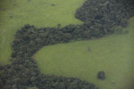 Strip of forest in Amazon cattle pasture