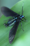 Turquoise-headed black flying insect