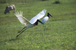 Jabiru stork taking flight