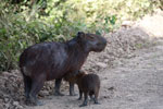 Mother capybara with baby
