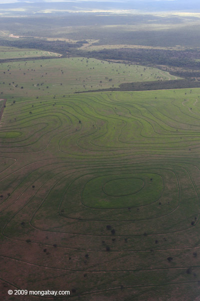 The Cerrado is a two million-hectare woody grassland in Brazil. It is the largest savannah ecosystem in South America, and one of the more biodiverse in the world. It is also one of Brazil's most threatened ecosystems, with with nearly half  cleared primarily for cropland and pasture. Photo by Rhett A. Butler.