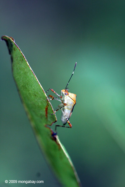 A shield bug (superfamily Pentatomoidea) in Mato Grosso, Brazil. Photo by Rhett A. Butler.