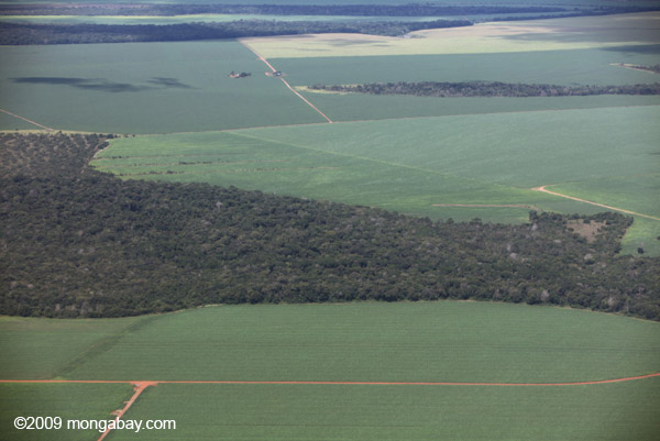 While deforestation for soy production in the Brazilian Amazon has slowed since the establishment of a deforestation moratorium in 2006, clearing for soy has increased sharply in recent years in the Bolivian Amazon; Paraguay's Chaco, a dry forest ecosystem; and Brazil's cerrado, a savanna woodland