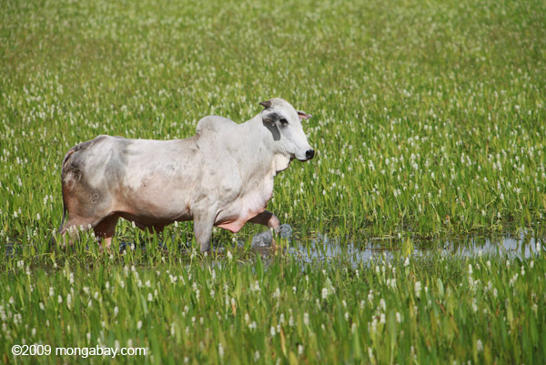 Cow in the Pantanal in Mato Grosso, Brazil. Photo by Rhett Butler.