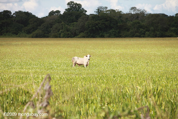 Cattle in Brazil. Photo by: Rhett A. Butler.