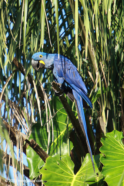 Hyacinth macaw in Brazil. Photo by: Rhett A. Butler.