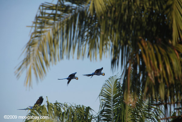Hyacinth Macaws (Anodorhynchus hyacinthinus) taking flight in Brazil. Photo by Rhett Butler.