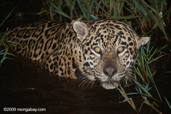 pantanal jaguar