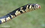 Unknown yellow and black Colubrid snake 
