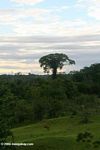Deforestation for cattle pasture in the Amazon rainforest of Colombia