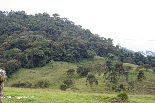Bosque talado alrededor de una colina para rebaños en Colombia. Cada vez más y más bosques montañosos se enfrentan a la tala. Fotografía de: Rhett A. Butler.