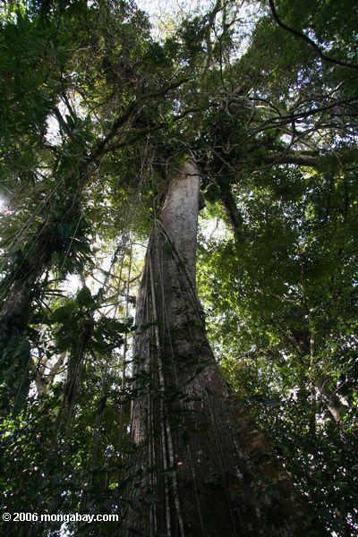 Towering Ceiba tree in the Colombian Amazon. Photo by: Rhett A. Butler.