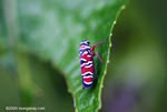 Multicolored leafhopper insect