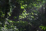 Osa Peninsula rainforest