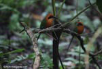 Pair of Rufous Motmot (Baryphthengus martii) following a column of army ants