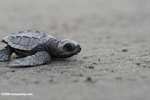 Baby sea turtle on a Costa Rican beach