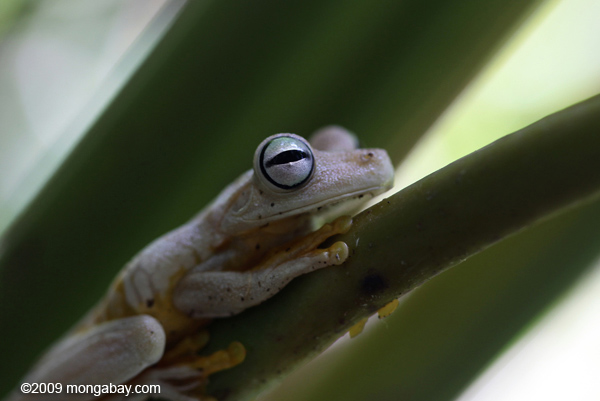 Gladiator tree frog (Hyla rosenbergi) in Costa Rica