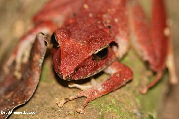Red frog in Costa Rica