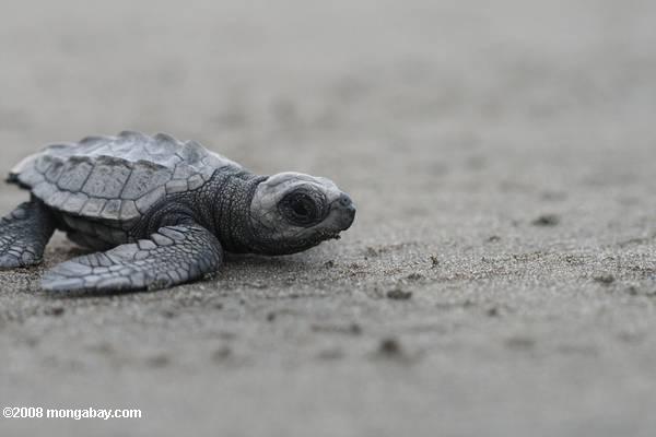 Baby olive ridley sea turtle