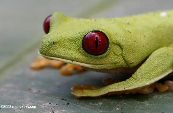 Red-eyed tree frog. Photo by: Rhett A. Butler.