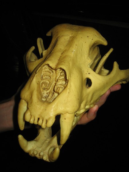 Jaguar skull in Guyana. Jaguars are the biggest cat in the Americas. Photo by: Tiffany Roufs. 