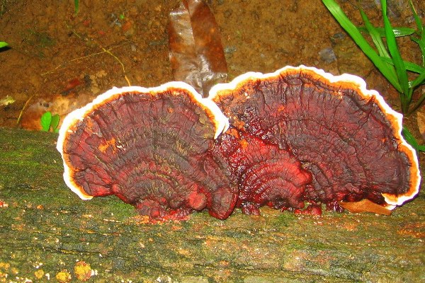 Fungi growing off log