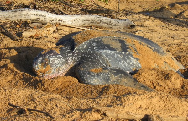 A female leather-back sea turtle lays a precarious nest. The world's largest marine turtle in the world, the leather-back is listed as Critically Endangered by the IUCN Red List. Photo by: Tiffany Roufs.