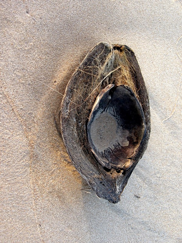 Nut shell