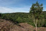 New forest clearing for oil palm near the boundary of Gunung Leuser National Park