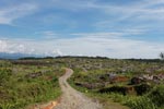 Oil palm plantation near Gunung Leuser National Park