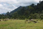 Oil palm plantation adjacent to Gunung Leuser National Park [sumatra_1131]