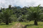 Oil palm plantation adjacent to Gunung Leuser National Park [sumatra_1159]