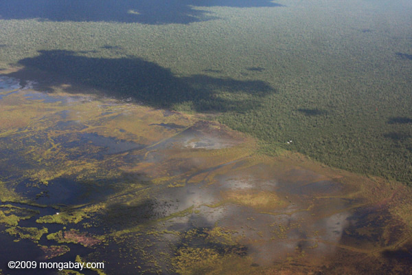 A peat swamp in Indonesia's Central Kalimantan province. Photo Rhett A. Butler