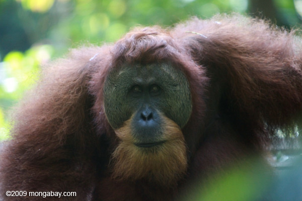 Adult male Sumatran orangutan in Gunung Leuser NP