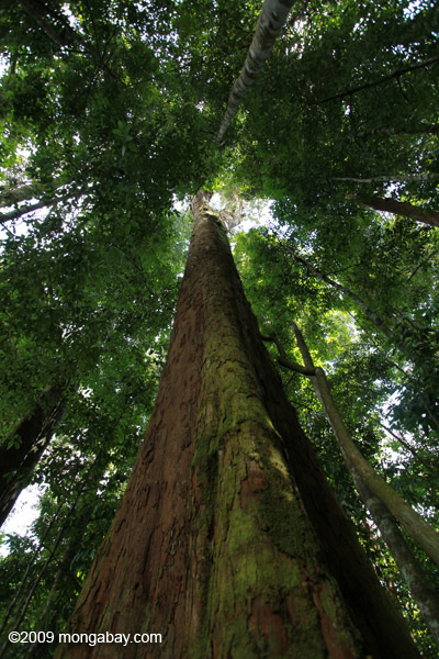 Rainforest in North Sumatra.