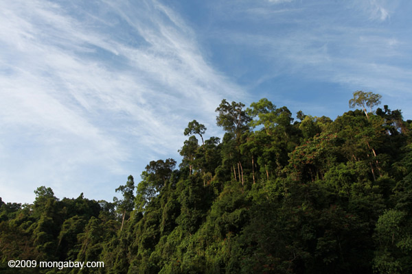  Gunung Leuser Rain Forest on the Indonesian island of Sumatra. 