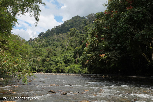 Batang River and rainforest in Sumatra. Photo by: Rhett A. Butler.