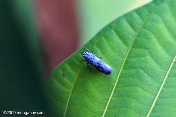 Cicadelle bleue dans le Parc national de Gunung Leuser à Sumatra en Indonésie
