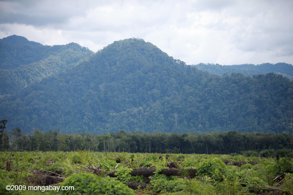 Oil palm plantation with the rainforest of Gunung Leuser National Park in the background of Sumatra. Photo by: Rhett A. Butler.
