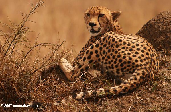 Cheetah in Kenya's Maasai Mara 