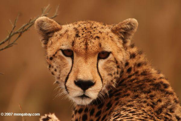Portrait of cheetah in Kenya. Photo by Rhett A. Butler.