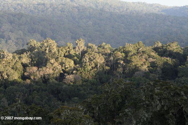 Loita hills forest in Kenya. Photo by: Rhett A. Butler.