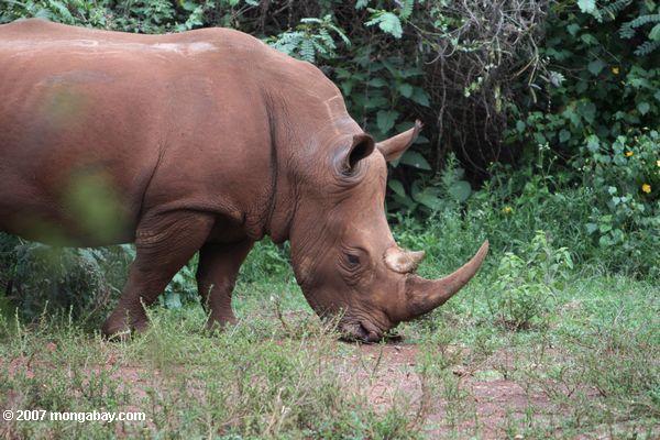 White rhino in Kenya. Photo by: Rhett A. Butler.