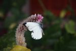 White butterfly with its wings in a 'forward' position