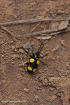 Black and yellow weevil