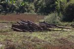 Cut wood near a rubber plantation