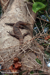Bengal monitor lizard (Varanus bengalensis nebulosus)