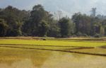 Rice fields in Luang Prabang province