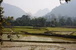 Rice fields in Luang Prabang province