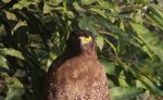 Yellow-eye raptor